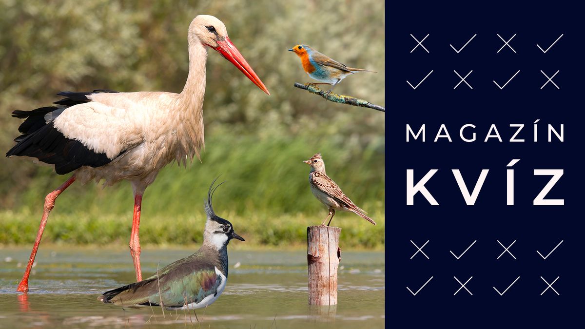 První čápi už přiletěli z teplých krajin. Poznáte i další ptáky, co se vrací?